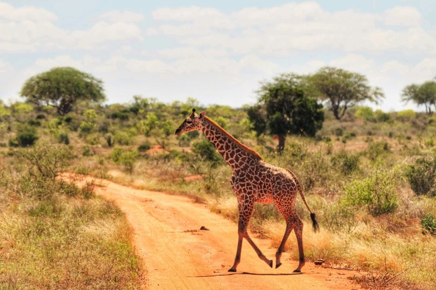 a giraffe crossing a dirt road in the wild