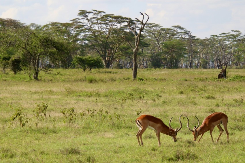 brown deer on green grass field during daytime