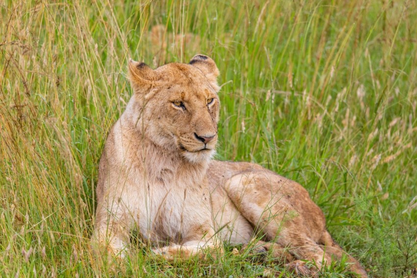 a lion laying down in the tall grass