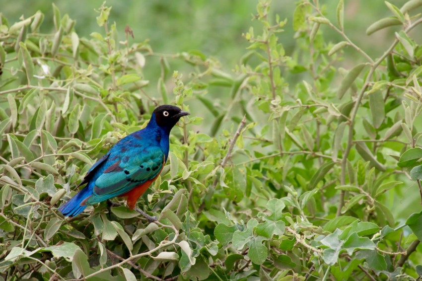 blue bird on green plant during daytime swzjZMaT8