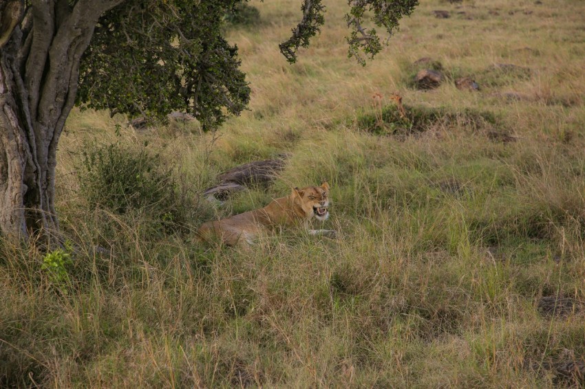 a lion lying in a grassy area