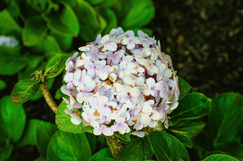 a close up of a flower on a plant O3dh