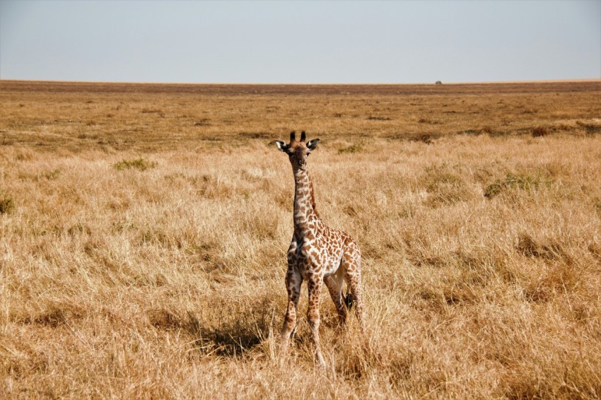 brown giraffe on brown grass field during daytime