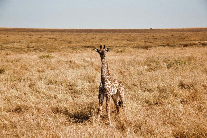 brown giraffe on brown grass field during daytime