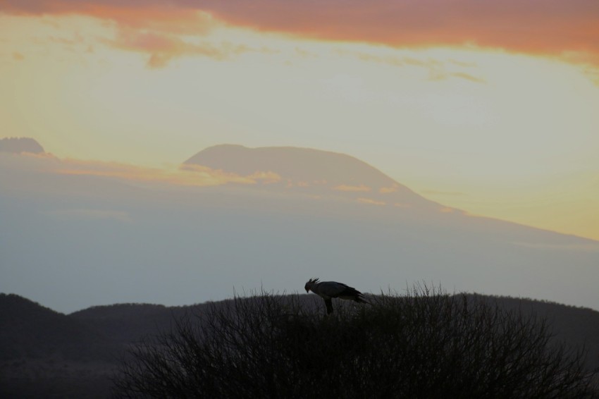 a bird on a hill DB