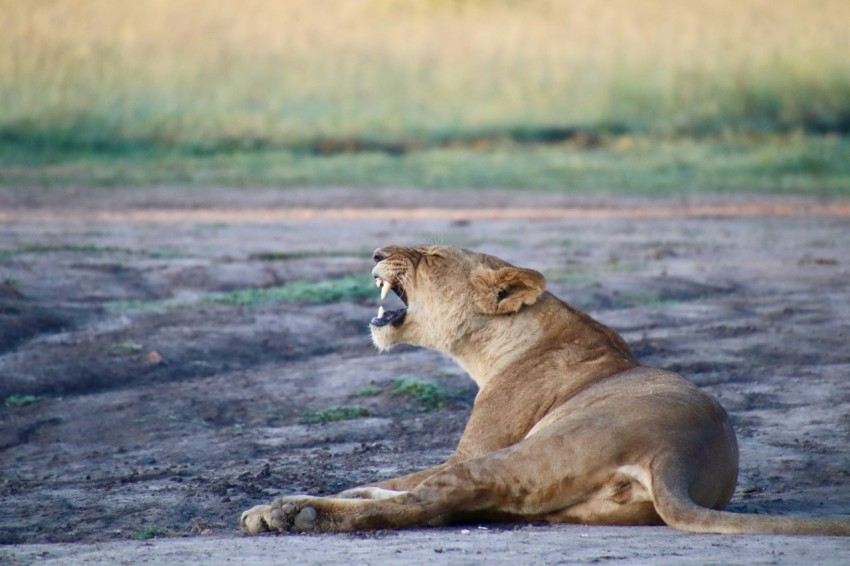 brown lioness lying on ground during daytime