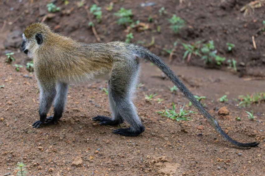 a small monkey standing on top of a dirt field