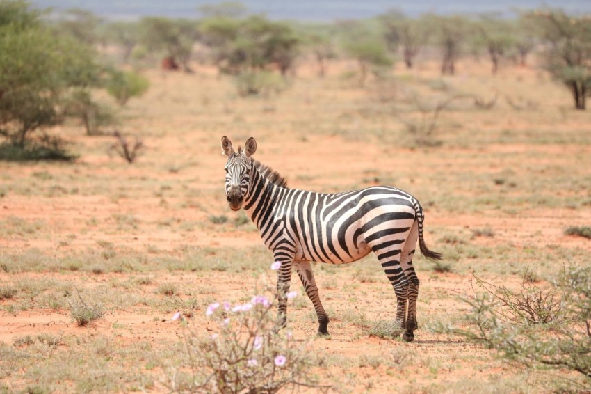 zebra standing near trees