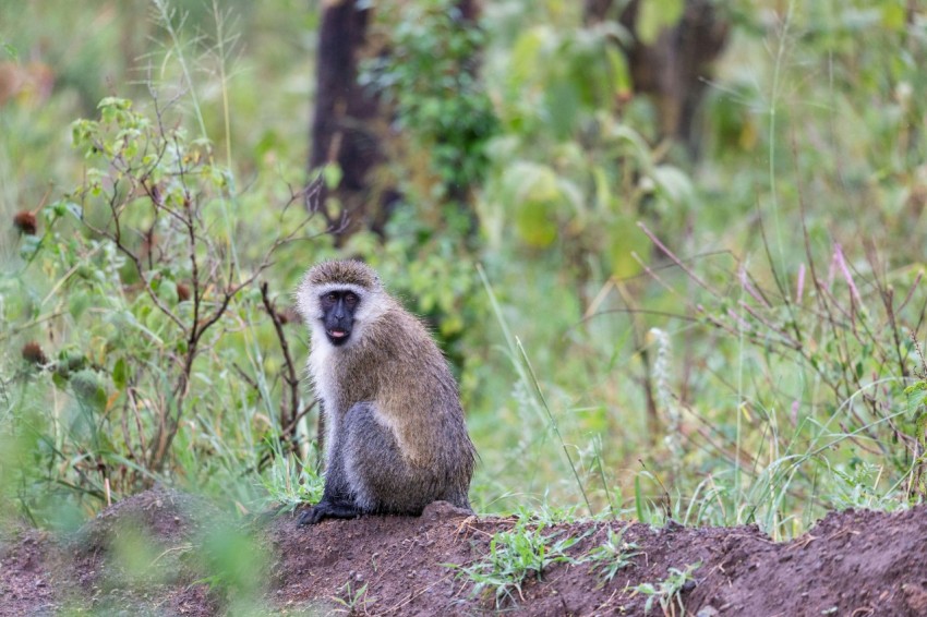 a monkey sitting on top of a dirt hill kmZsn