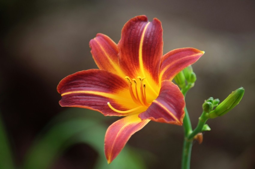 red and yellow flower in tilt shift lens