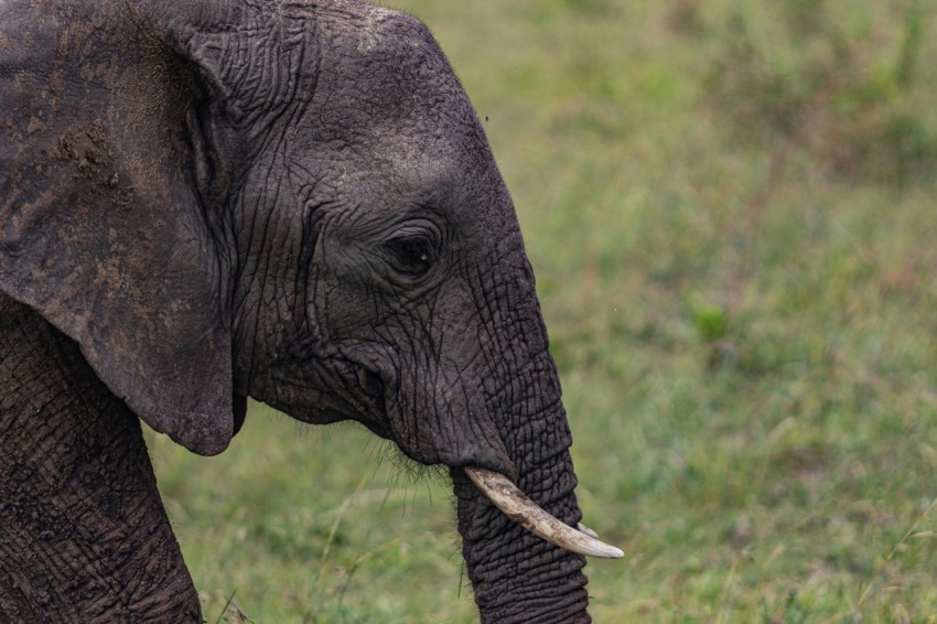 a close up of an elephant in a field