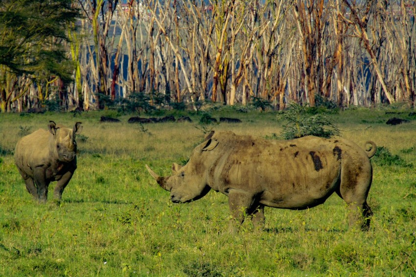 a couple of rhinos that are standing in the grass