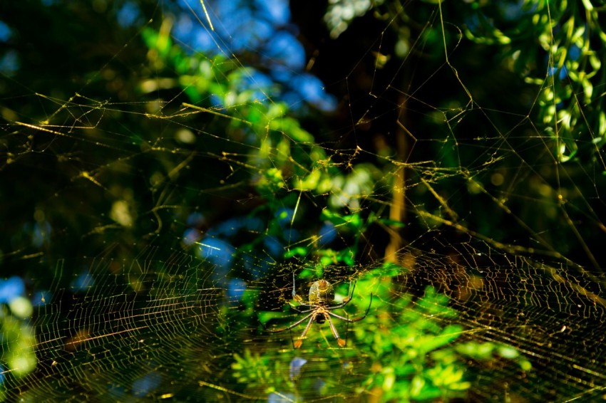 a close up of a spiders web on a tree