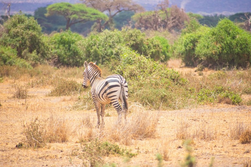 a zebra standing in the middle of a field