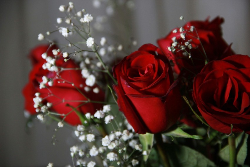 red rose with white babys breath flowers l