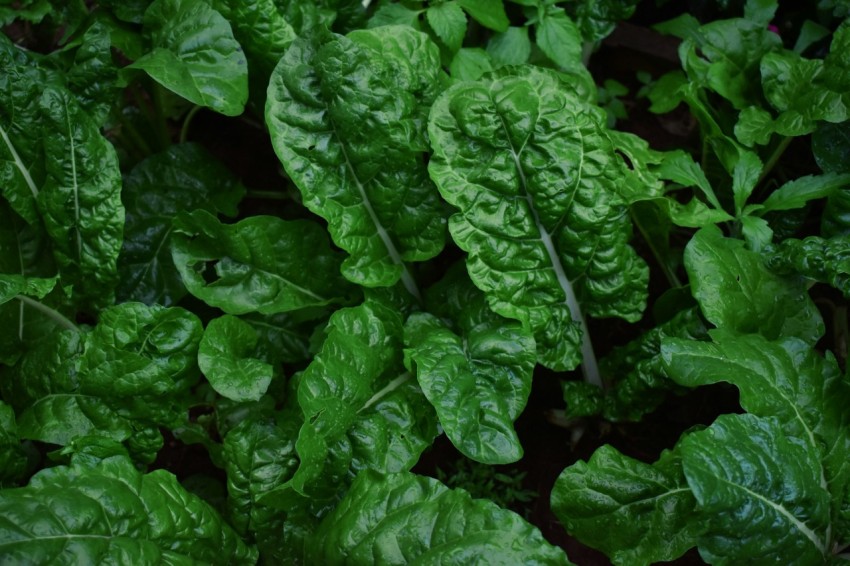 green leaves in close up photography