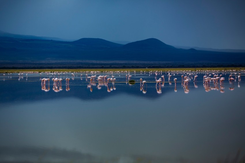 a group of flamingos standing in a body of water