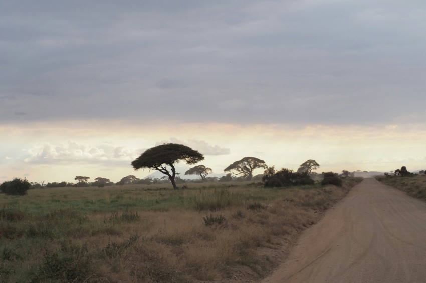 a dirt road in the middle of a field