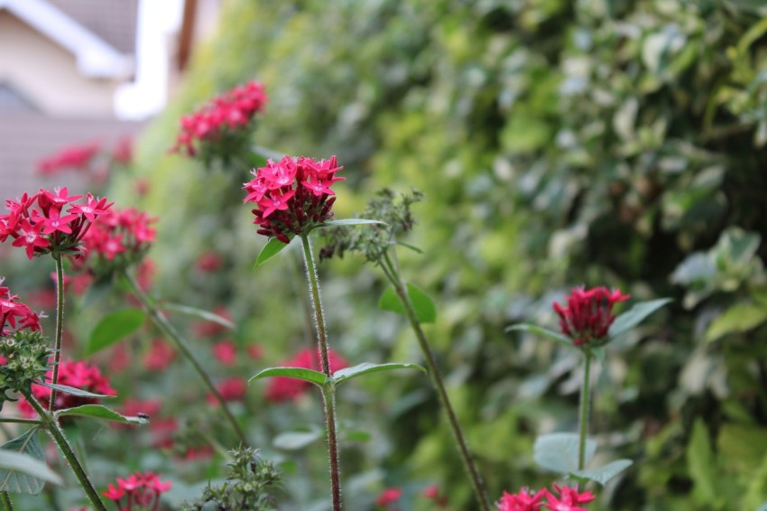 a bunch of red flowers in a garden