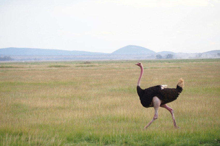 an ostrich running through a field of grass