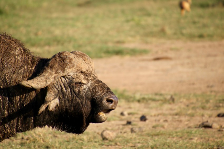 black cow on green grass field during daytime