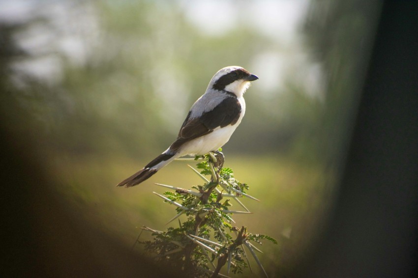 a small bird sitting on top of a tree branch