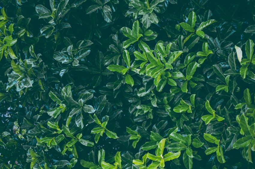 green leaves plant during daytime