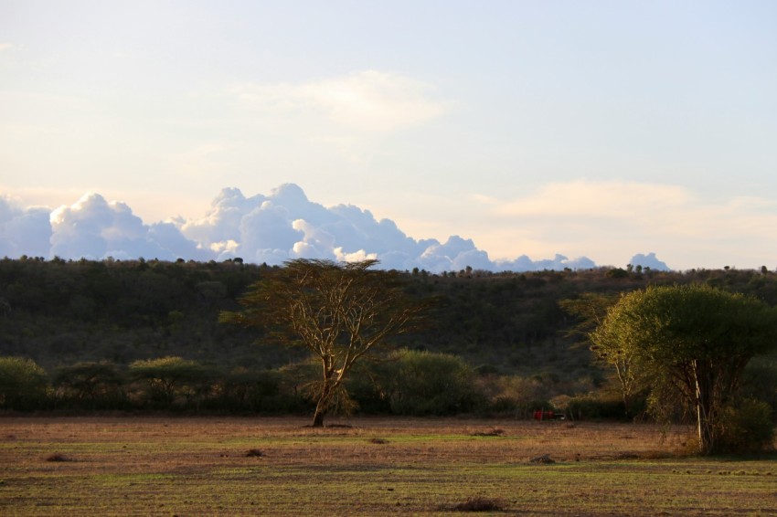 a lone giraffe standing in the middle of a field