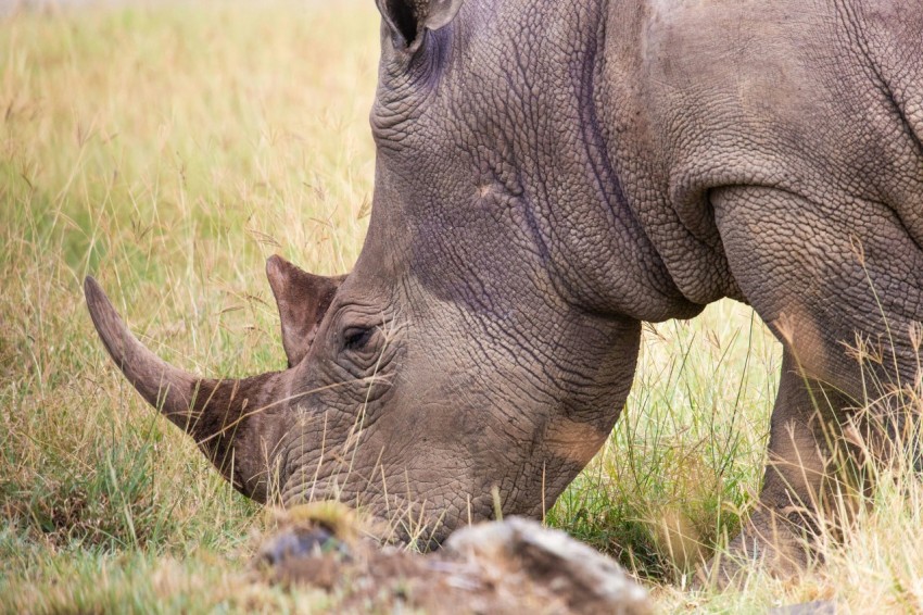 a rhinoceros eating grass in a field 8GJ