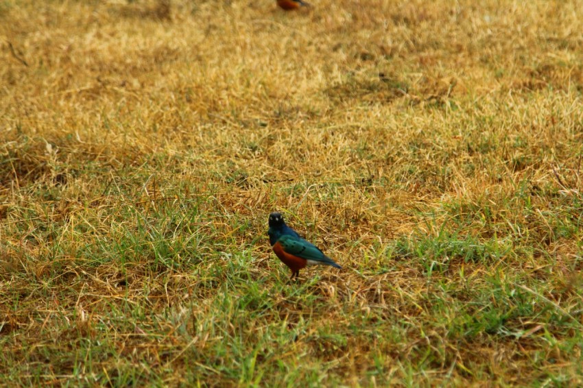 two small birds standing in a grassy field