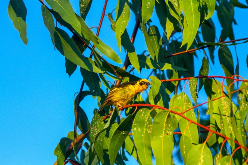 a small yellow bird perched on a tree branch