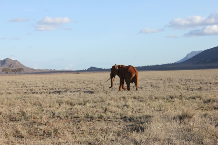 an elephant walking across a dry grass field