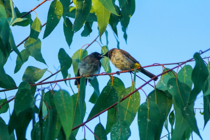 a couple of birds sitting on top of a tree branch