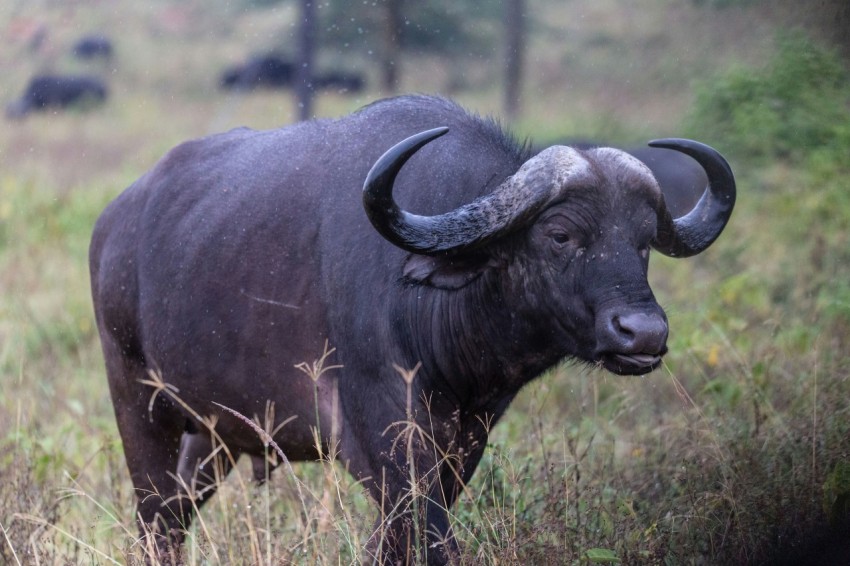 a bull with large horns standing in a field