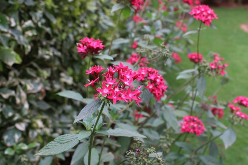 a garden with pink flowers and green leaves