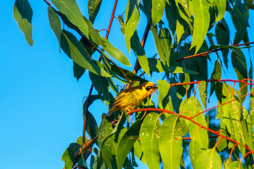 a small yellow bird perched on a tree branch 74Pan