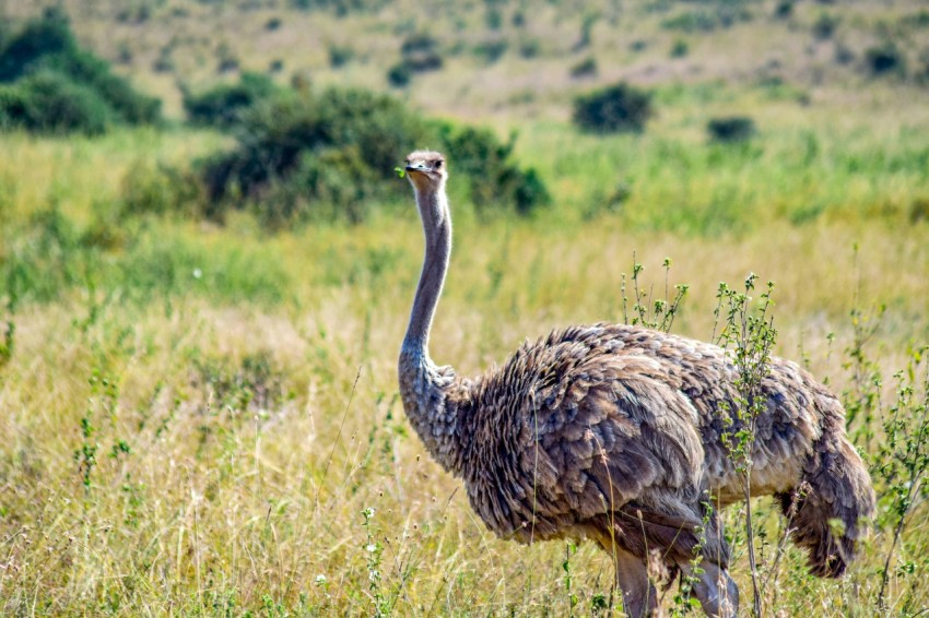 an ostrich standing in a field of tall grass