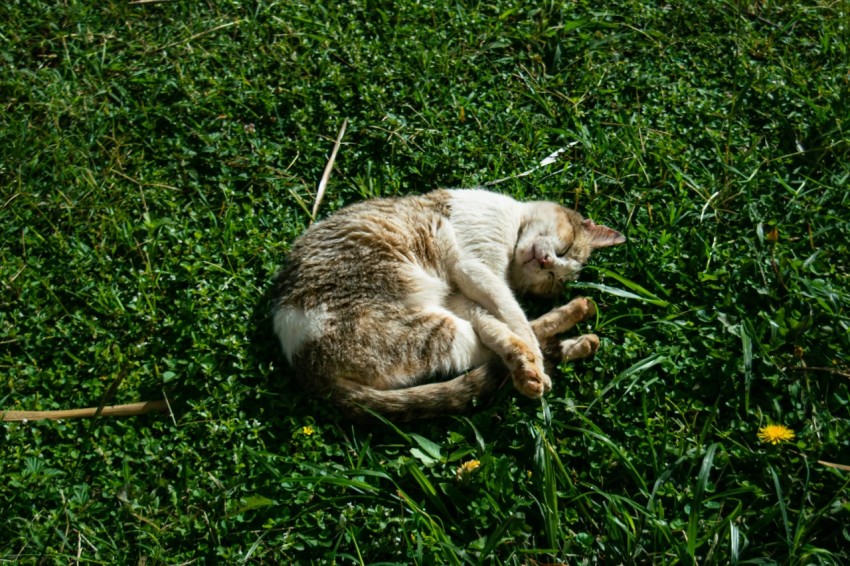 a cat that is laying down in the grass