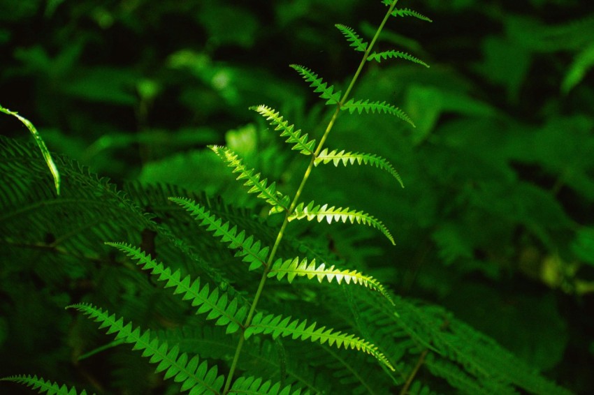 a close up of a green plant with lots of leaves