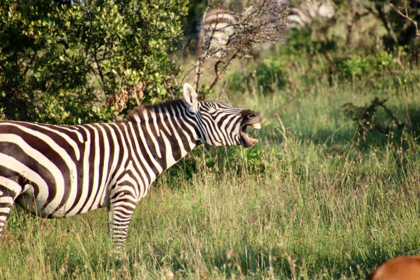 zebra standing on green grass field during daytime