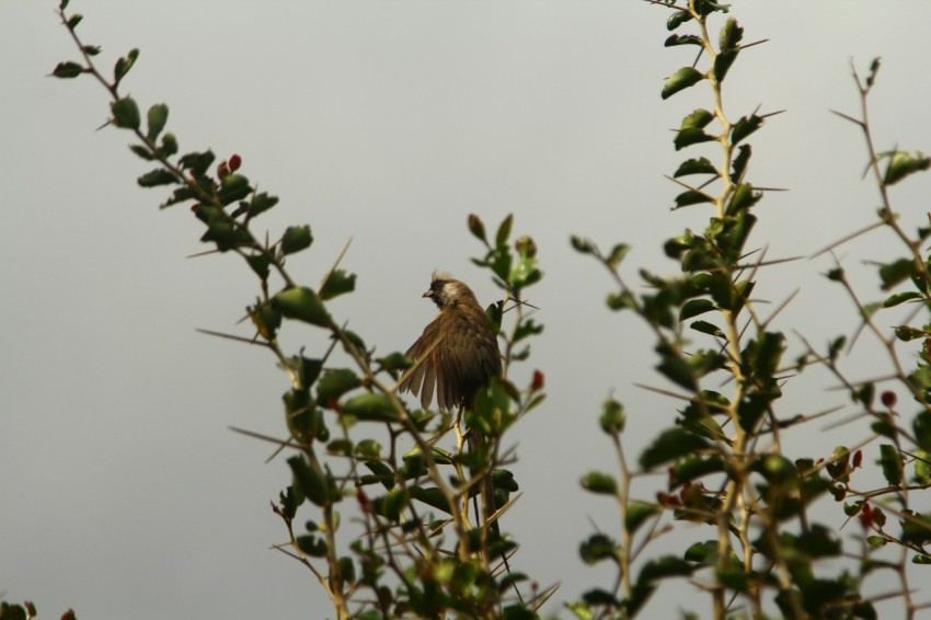 a bird sitting on top of a tree branch