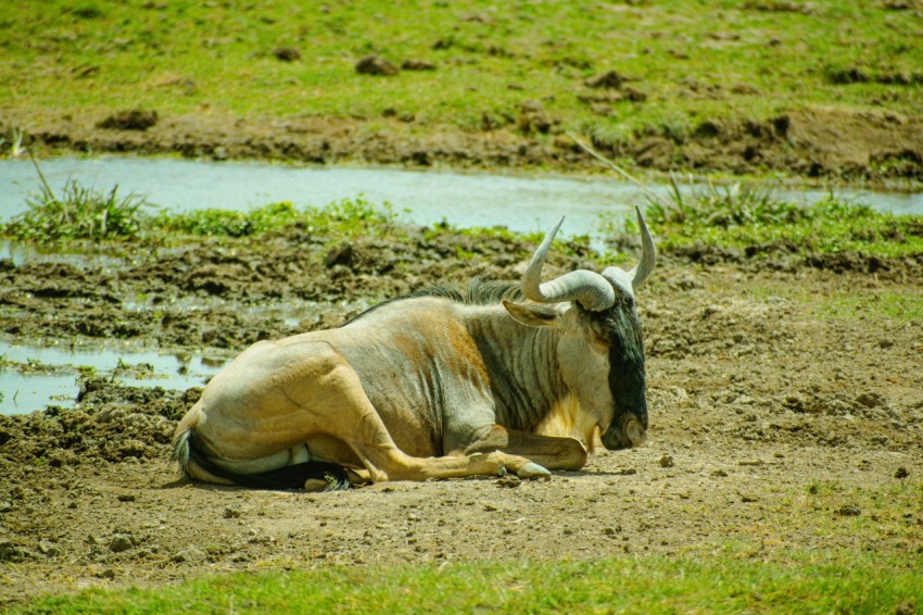 an animal that is laying down in the dirt