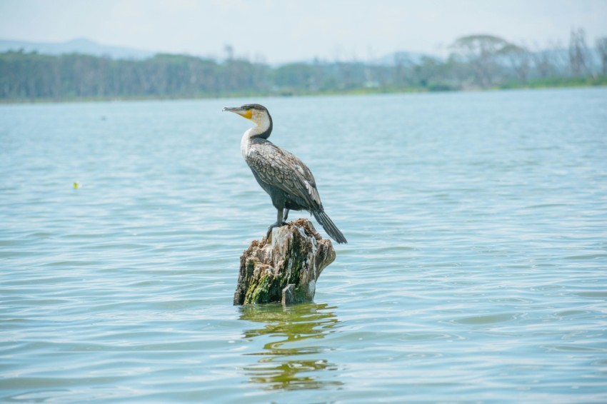 a bird is sitting on a tree stump in the water