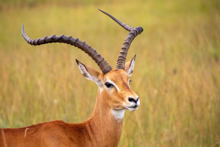 an antelope standing in a field of tall grass