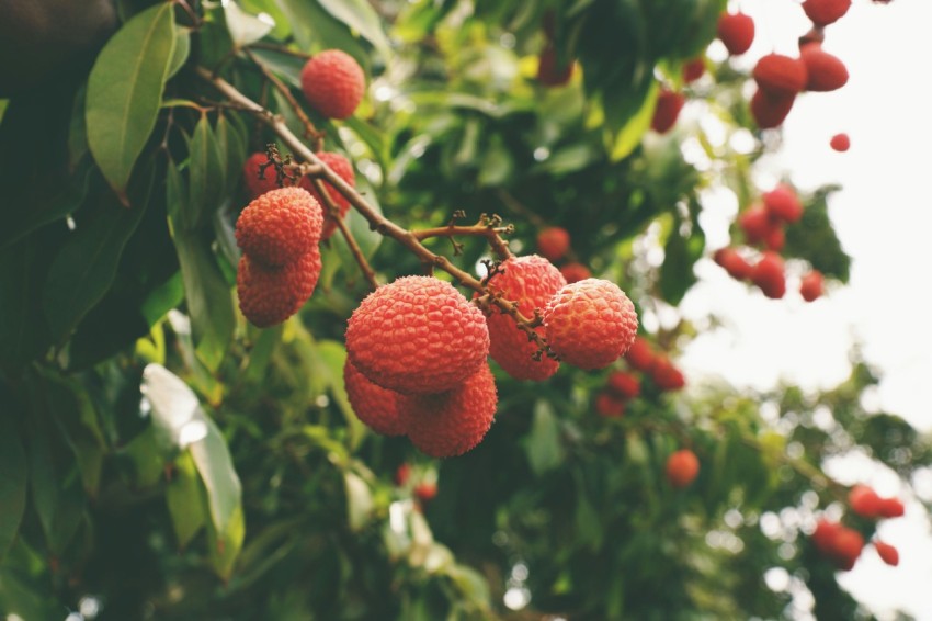 red round fruits on tree during daytime