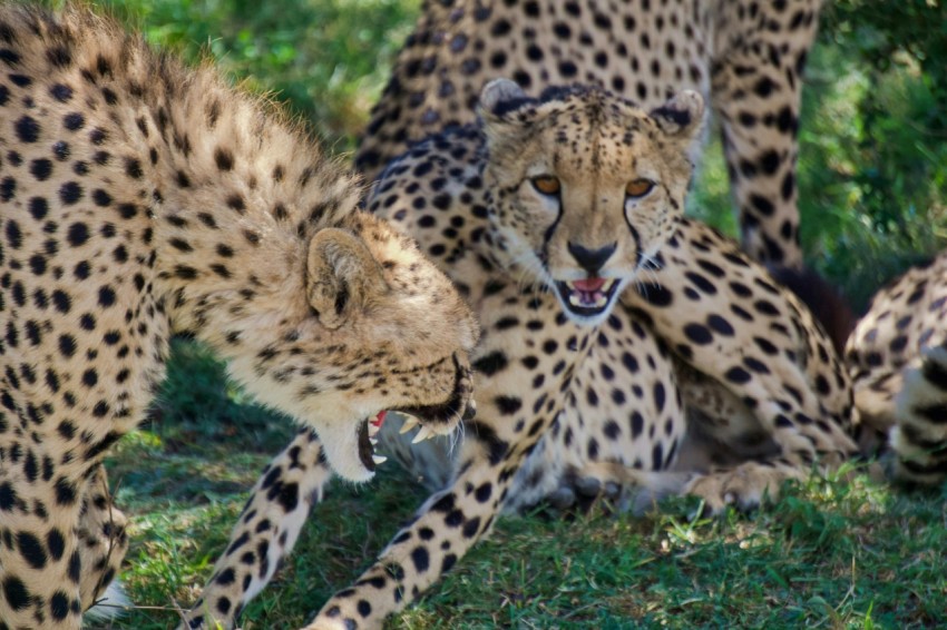 cheetah lying on green grass during daytime