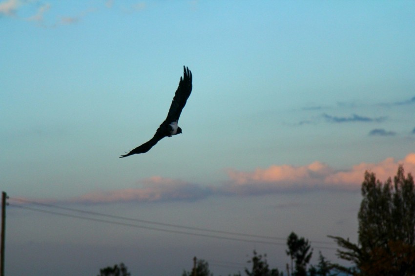 a large bird flying through a blue sky