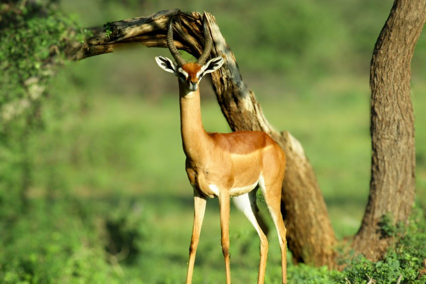 a deer standing next to a tree in a forest