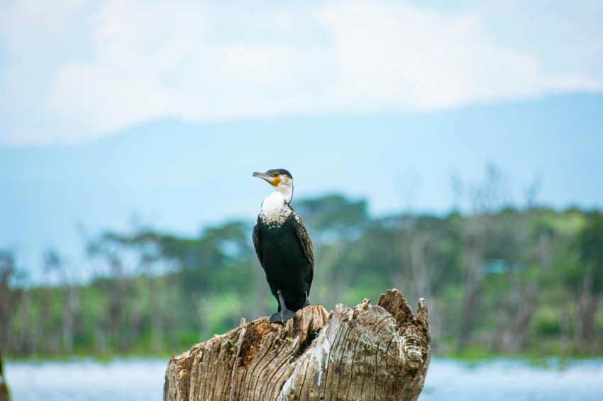 a bird sitting on top of a tree stump ztTdO