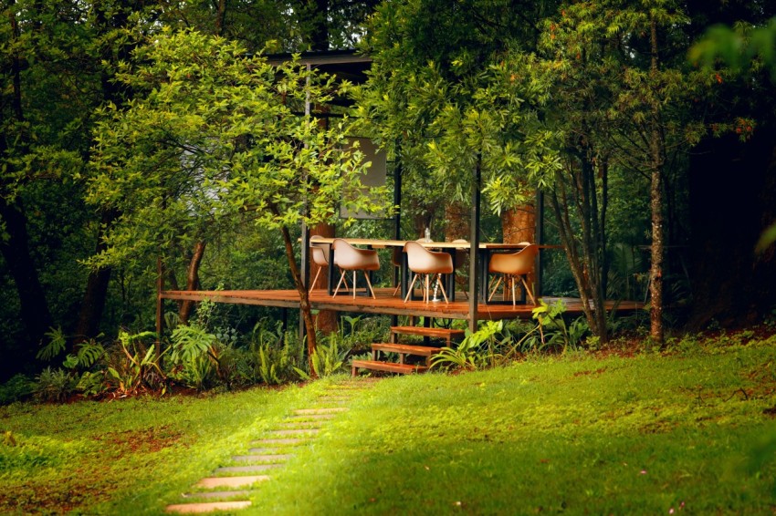 a wooden deck in the middle of a lush green forest